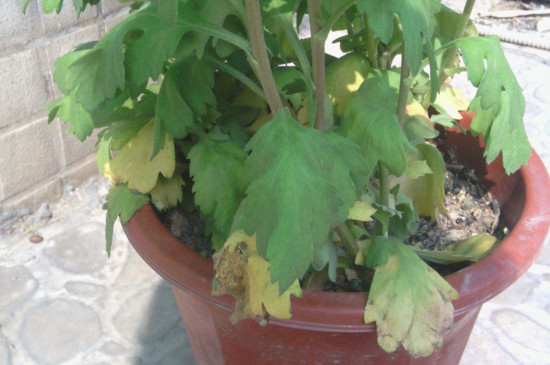 菊花叶子蔫了如何办，四个办法让菊花叶子恢复精神