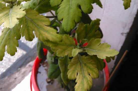 菊花叶子蔫了如何办，四个办法让菊花叶子恢复精神