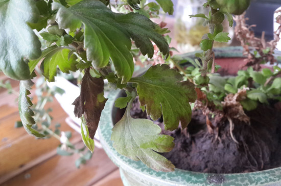 菊花叶子蔫了如何办，四个办法让菊花叶子恢复精神