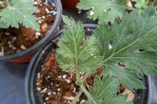 菊花叶子蔫了如何办，四个办法让菊花叶子恢复精神