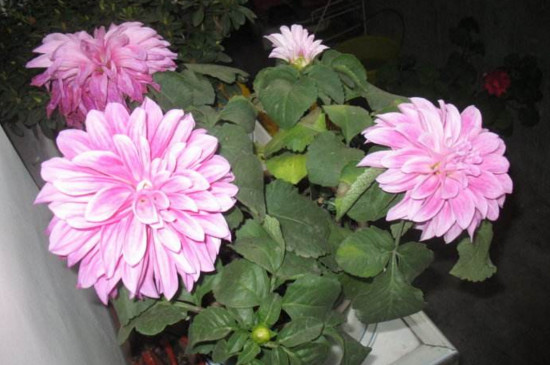 菊花叶子蔫了如何办，四个办法让菊花叶子恢复精神