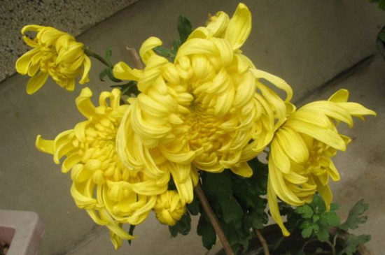 菊花叶子蔫了如何办，四个办法让菊花叶子恢复精神