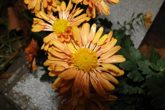 菊花叶子蔫了如何办，四个办法让菊花叶子恢复精神