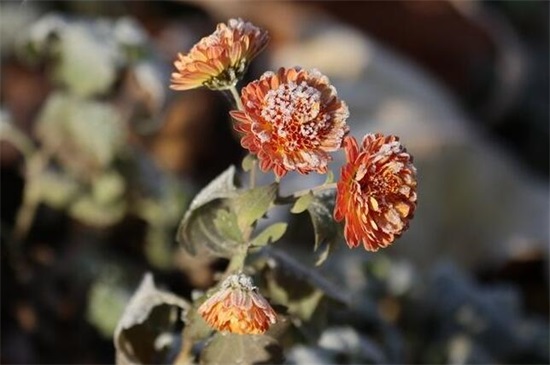 菊花冬季如何养,冬季养护5步骤(附冬季宿根/存芽繁殖法)