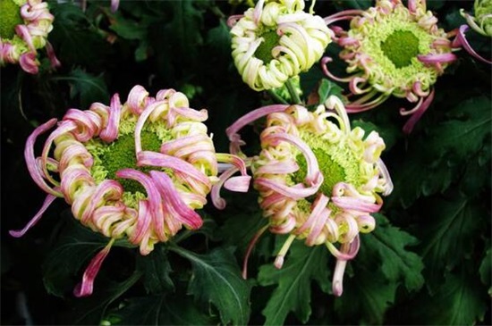 菊花冬季如何养,冬季养护5步骤(附冬季宿根/存芽繁殖法)