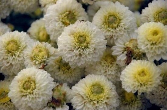 菊花冬季如何养,冬季养护5步骤(附冬季宿根/存芽繁殖法)