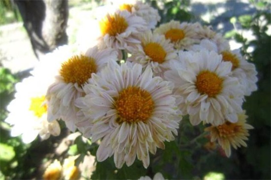 菊花冬季如何养,冬季养护5步骤(附冬季宿根/存芽繁殖法)