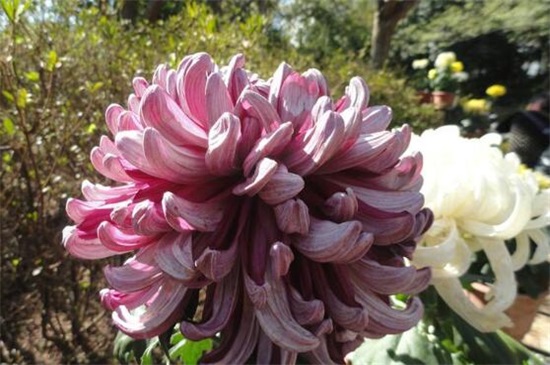 菊花冬季如何养,冬季养护5步骤(附冬季宿根/存芽繁殖法)