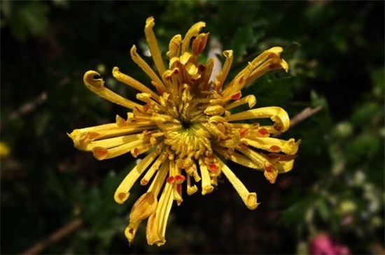 菊花冬季如何养,冬季养护5步骤(附冬季宿根/存芽繁殖法)