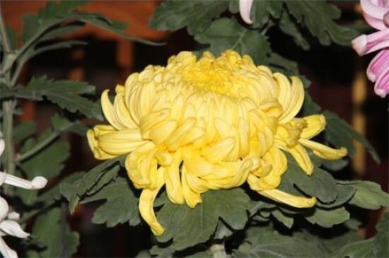 菊花冬季如何养,冬季养护5步骤(附冬季宿根/存芽繁殖法)