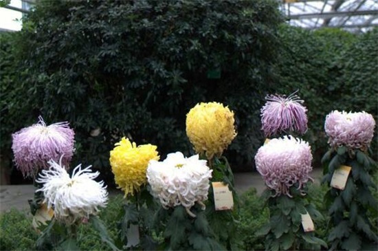 菊花冬季如何养,冬季养护5步骤(附冬季宿根/存芽繁殖法)