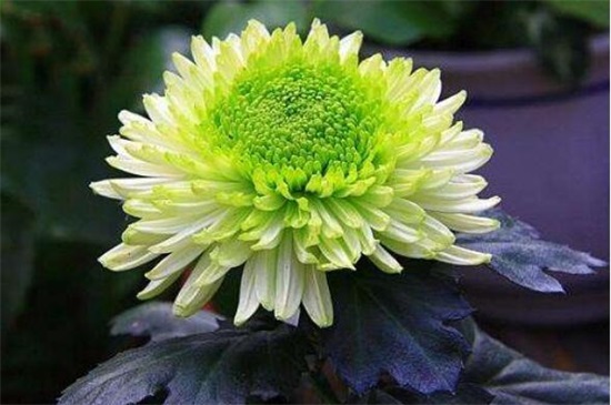 菊花冬季如何养,冬季养护5步骤(附冬季宿根/存芽繁殖法)