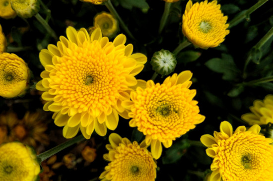 菊花的神话传说,有熊偷菊救母/菊花岛的诞生