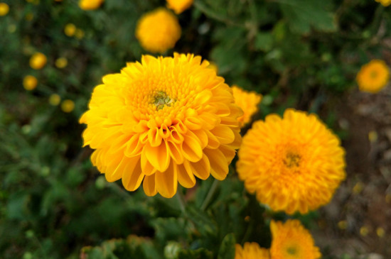 菊花的神话传说,有熊偷菊救母/菊花岛的诞生
