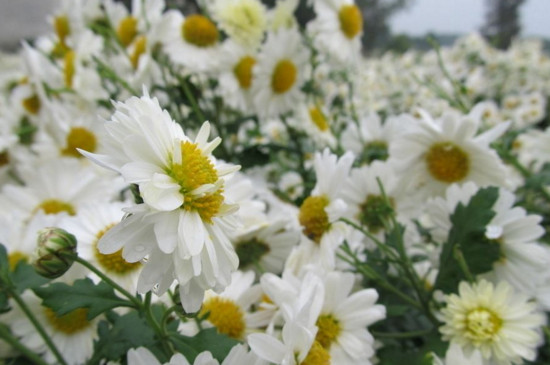 菊花的神话传说,有熊偷菊救母/菊花岛的诞生