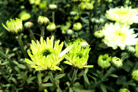 菊花的神话传说,有熊偷菊救母/菊花岛的诞生