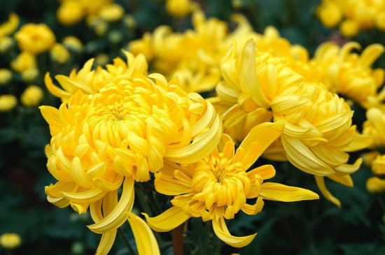 菊花的神话传说,有熊偷菊救母/菊花岛的诞生