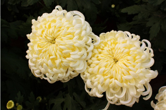 菊花的神话传说,有熊偷菊救母/菊花岛的诞生