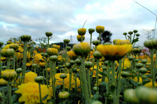 菊花的神话传说,有熊偷菊救母/菊花岛的诞生