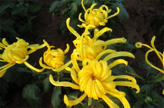 家里养菊花对风水如何样