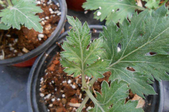 盆栽菊花如何施肥，菊花四季施肥的办法及留意事项