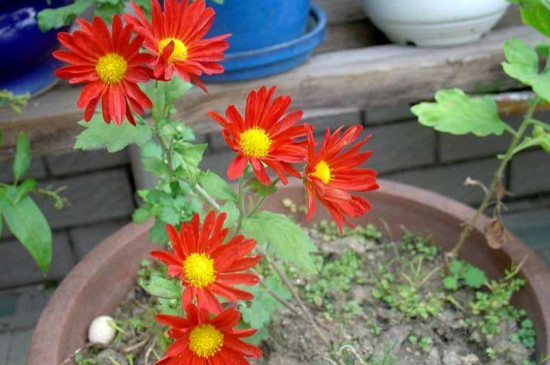 盆栽菊花如何施肥，菊花四季施肥的办法及留意事项