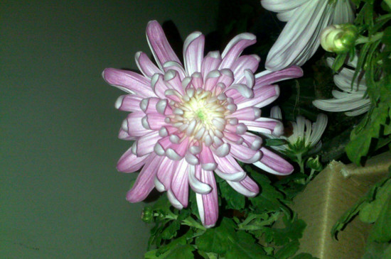 盆栽菊花如何施肥，菊花四季施肥的办法及留意事项