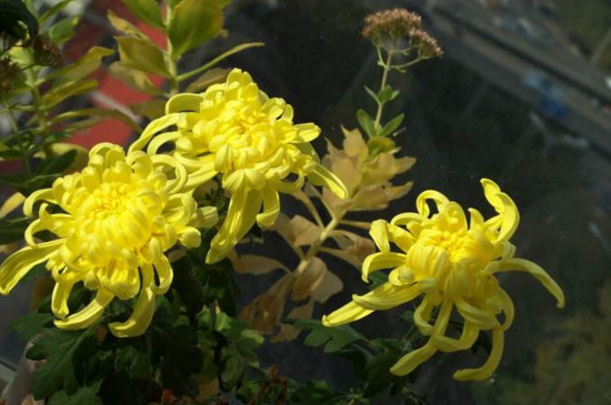 盆栽菊花如何施肥，菊花四季施肥的办法及留意事项