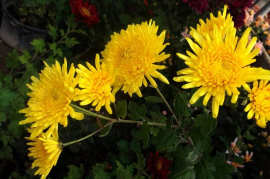 盆栽菊花如何施肥，菊花四季施肥的办法及留意事项