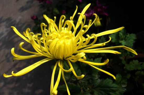 盆栽菊花如何施肥，菊花四季施肥的办法及留意事项