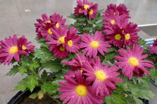 盆栽菊花如何施肥，菊花四季施肥的办法及留意事项