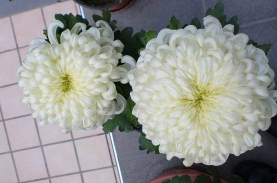 盆栽菊花如何施肥，菊花四季施肥的办法及留意事项