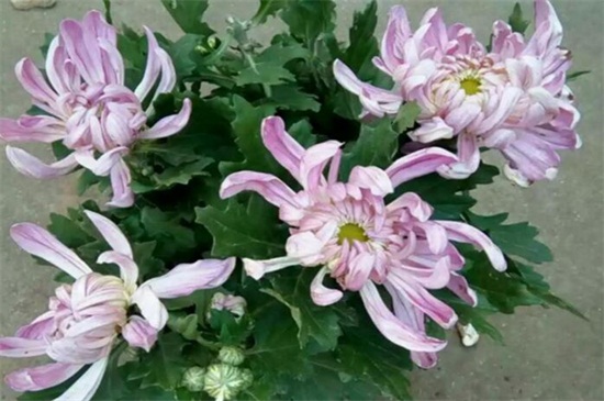 菊花开完花后如何处理,高度的控制/摘心处理/剪枝