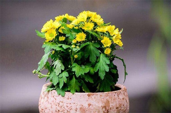 菊花开完花后如何处理,高度的控制/摘心处理/剪枝