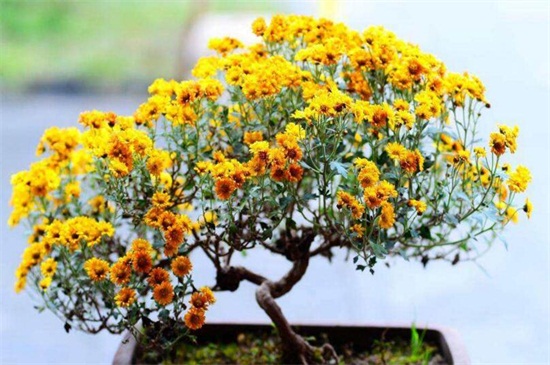 菊花开完花后如何处理,高度的控制/摘心处理/剪枝