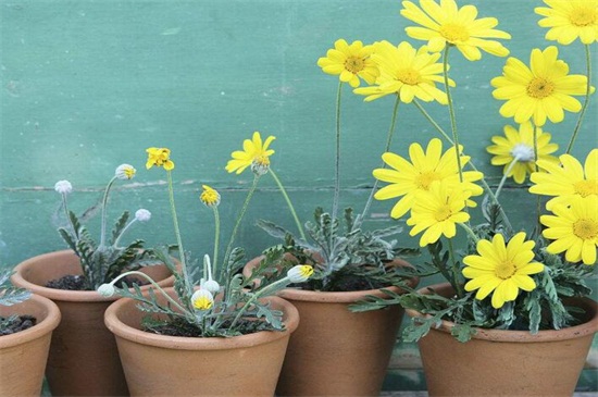 菊花开完花后如何处理,高度的控制/摘心处理/剪枝