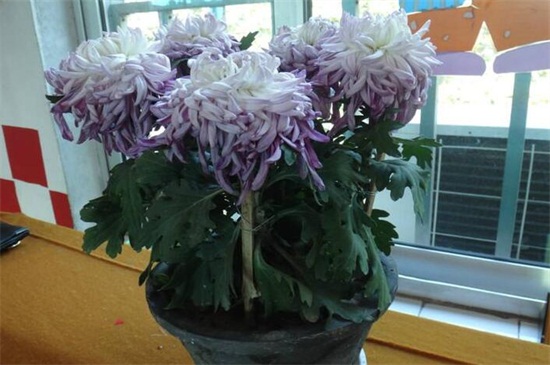 菊花开完花后如何处理,高度的控制/摘心处理/剪枝