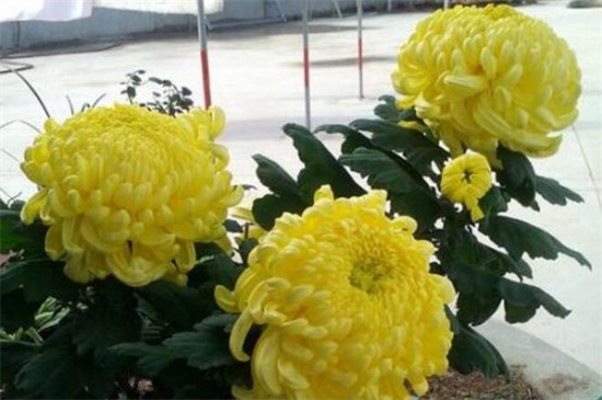 菊花开完花后如何处理,高度的控制/摘心处理/剪枝