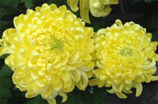 菊花开完花后如何处理,高度的控制/摘心处理/剪枝