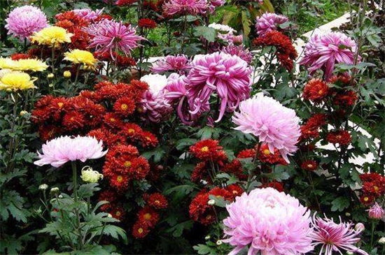 菊花开完花后如何处理,高度的控制/摘心处理/剪枝