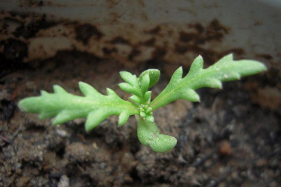 菊花栽培和繁殖办法，播种扦插分株压条皆可