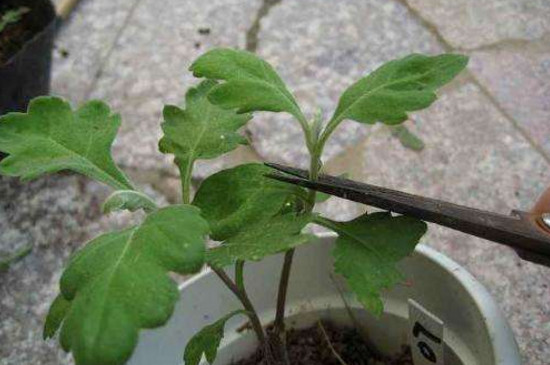 菊花栽培和繁殖办法，播种扦插分株压条皆可