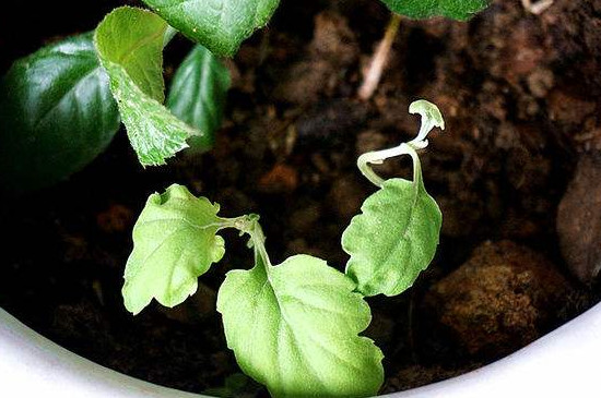 菊花栽培和繁殖办法，播种扦插分株压条皆可