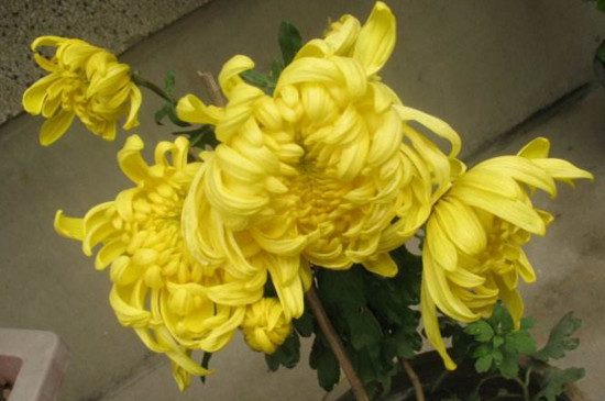 菊花栽培和繁殖办法，播种扦插分株压条皆可