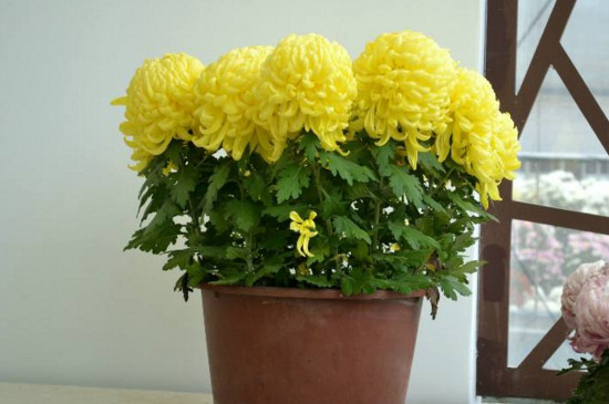 菊花栽培和繁殖办法，播种扦插分株压条皆可