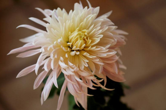 菊花栽培和繁殖办法，播种扦插分株压条皆可