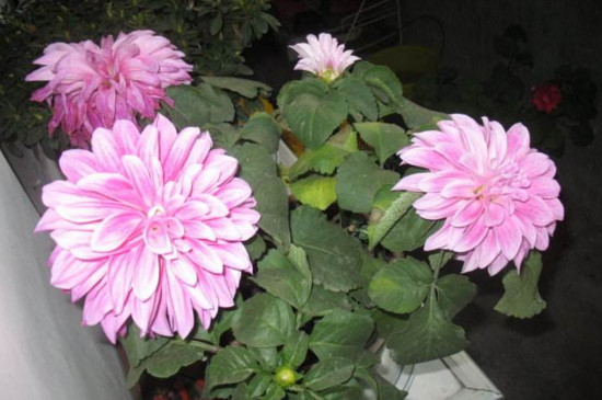 菊花栽培和繁殖办法，播种扦插分株压条皆可