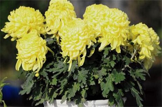 菊花的繁殖办法