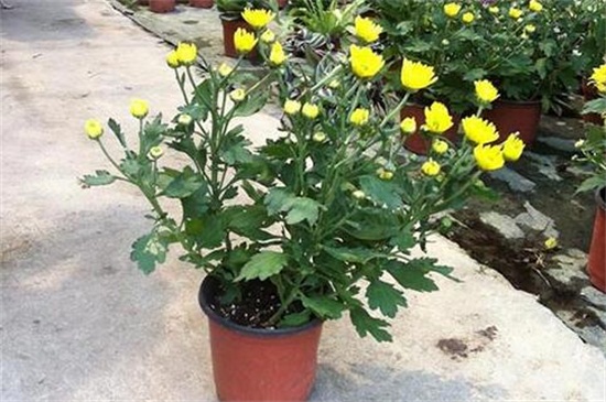 菊花的繁殖办法