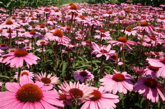 菊花的繁殖办法